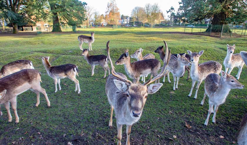 Het hertenkamp in Laren