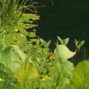 Natuurlijke oever op de Brink in Laren