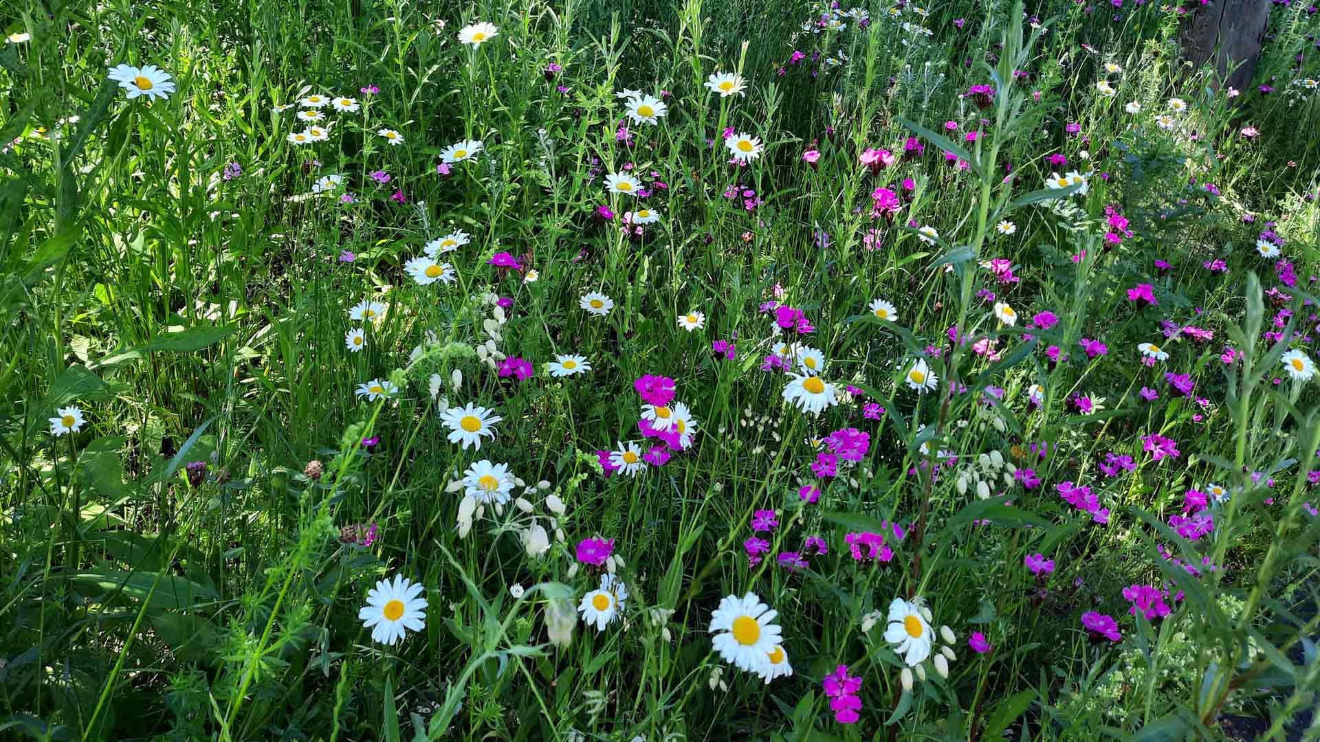 Ridders, slangen en draken in je tuin