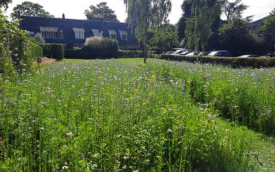 Meer bloemen door zelfbeheer in Laren?