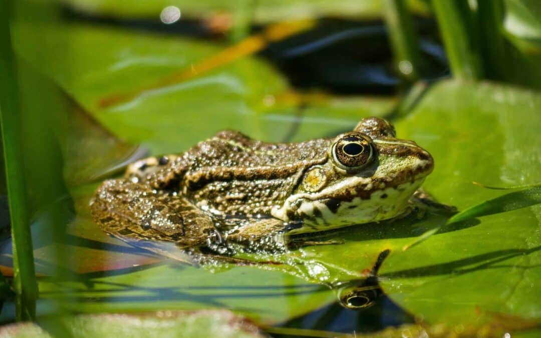 Stap 1: Uitgangspunten bepalen, waterberging op de Brink in Laren