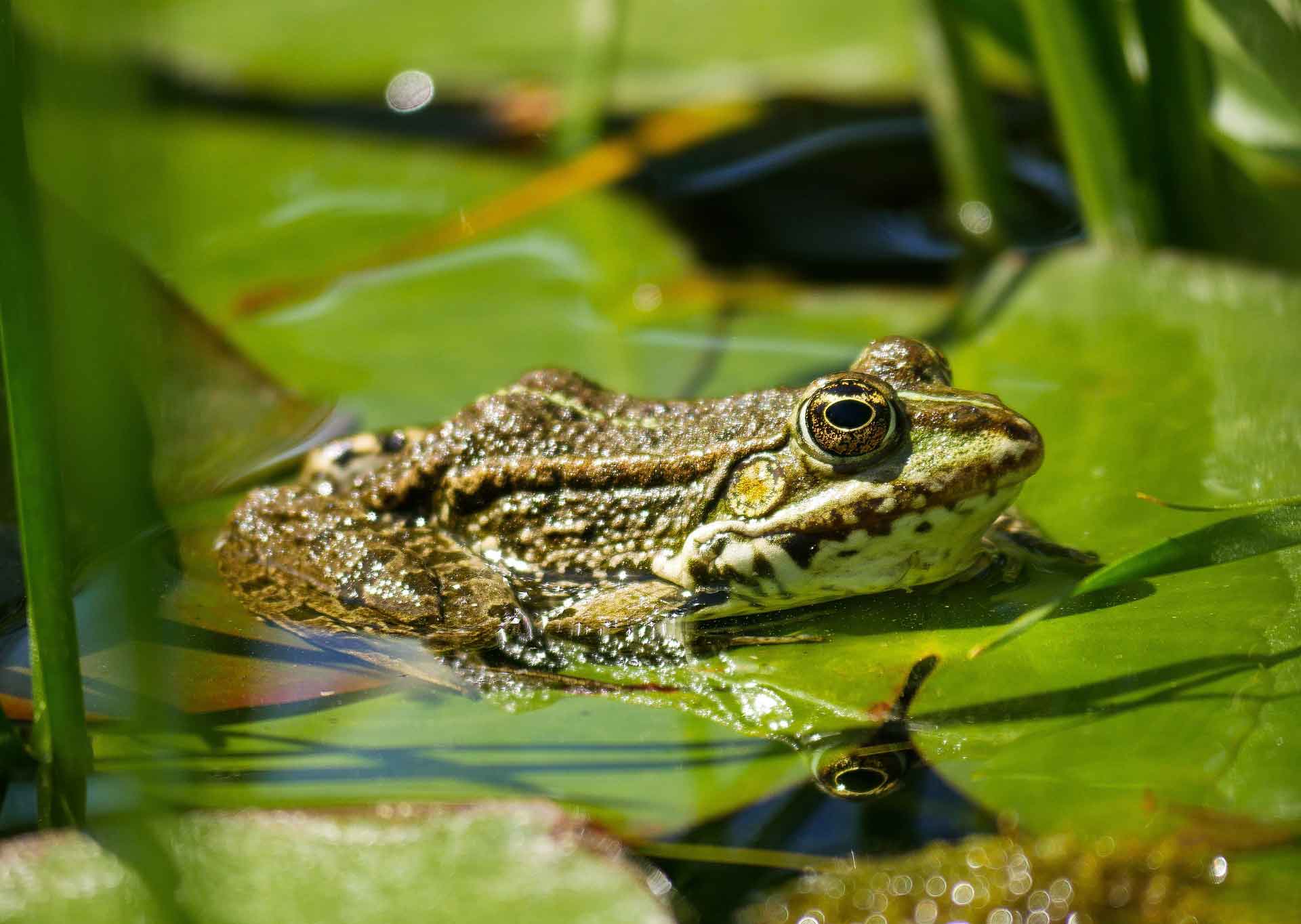 Kikker op de Bink in Laren