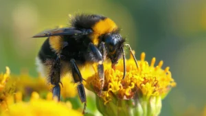 Hommel op een paardenbloem